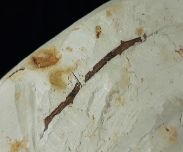 Myrica lignitum (UNGER 1847) & Daphnogene polymorpha ETTINGSHAUSEN 1851 - Bild © FossNet FossilienStore
